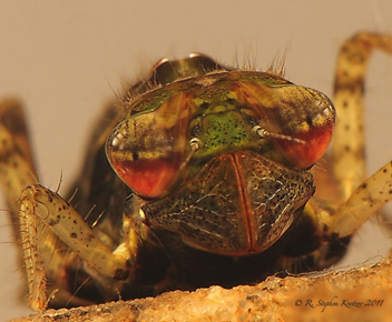 Erythemis simplicicollis, nymph